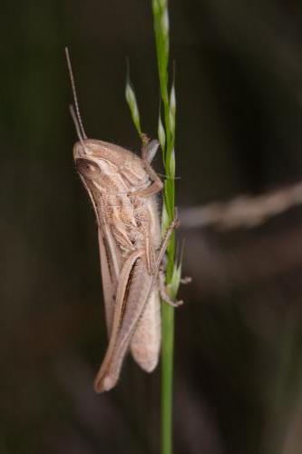 Euchorthippus elegantulus